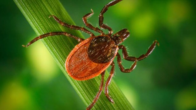 Ticks of the DMV