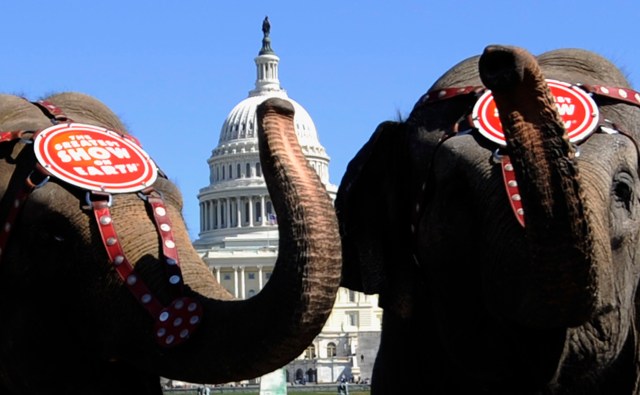 Elephant Invasion!