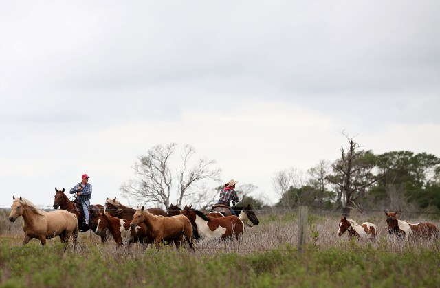 Wild Ponies Swim Across Assateague Channel