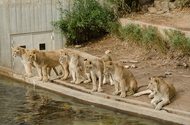 Teen Lion Cubs Looking for Own Place