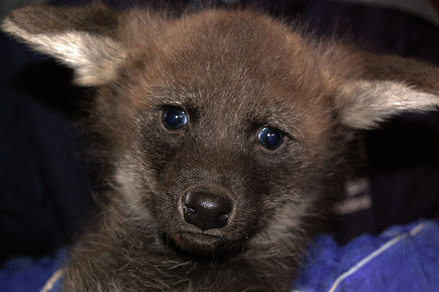 Maned Wolf Pups Make Wacky Facial Expressions