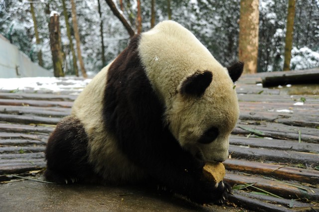 Tai Shan in His Chinese Surroundings
