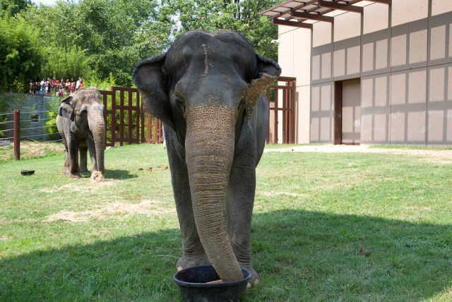New Elephant Trails Exhibit Opens Friday