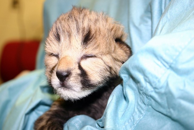 Newborn Cheetah Cubs Relocate to National Zoo