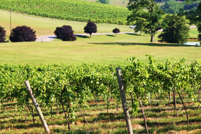 Pics: Linganore Vineyards in Mt. Airy, Md.