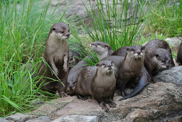 Otter-tunity Knocks at the National Zoo