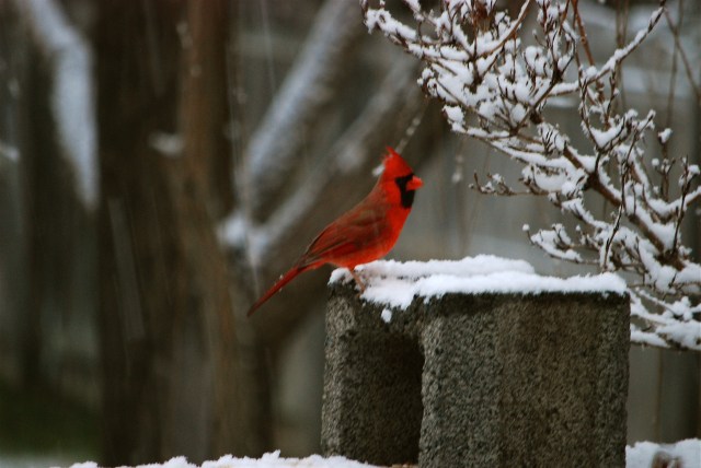 Your Snow Pictures