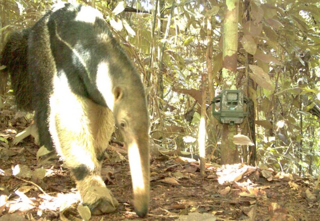 Amazon Animals Gone Wild on Candid Camera