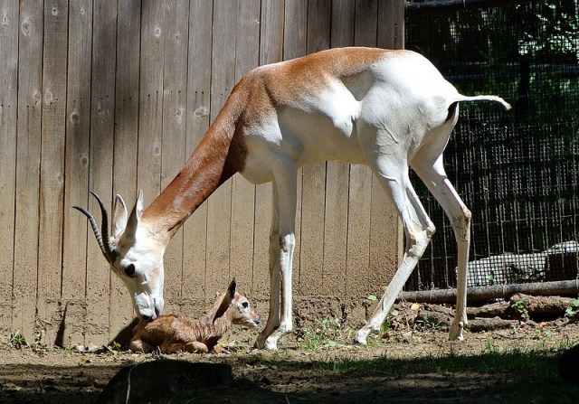 Dama Gazelle Born at National Zoo