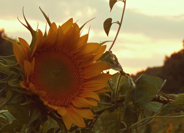 Fields of Gold: Sunflowers in Maryland