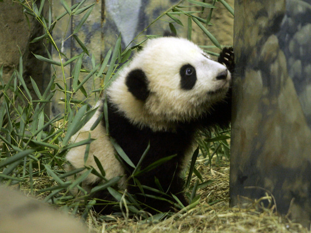 Tai Shan: Time for a Clips Episode!