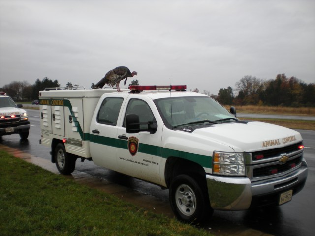 Turkey Trouble in Loudoun County