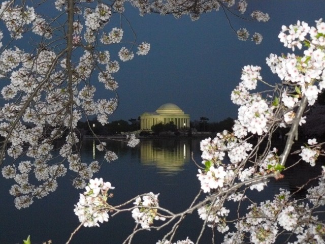 2012 Cherry Blossom Pictures