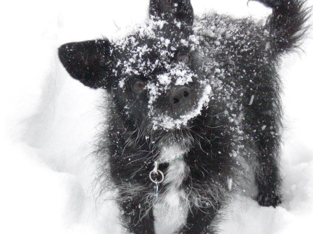 iSee: The Best Snowstorm Pix, Part 2