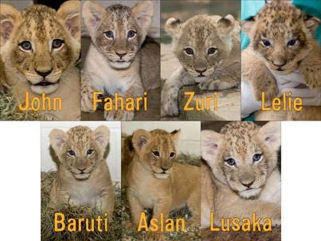 Smithsonian Lion Cubs Receive Names