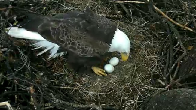 DC Eagle Cam Shows Eaglet Ready To Hatch DC Eagle Cam Shows Eaglet Ready To Hatch