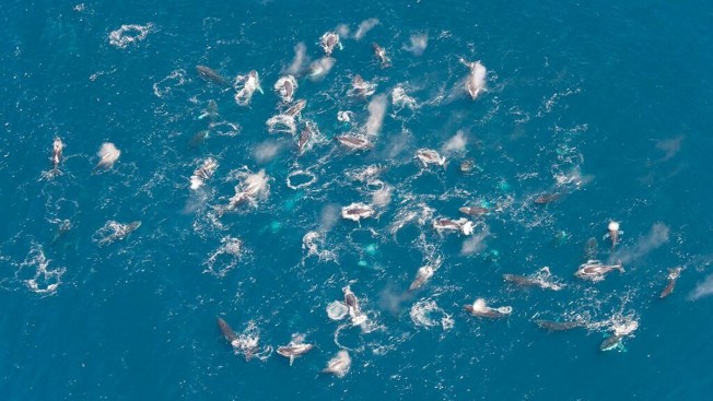 Humpback whales are forming massive (and unusual) 'super-groups'