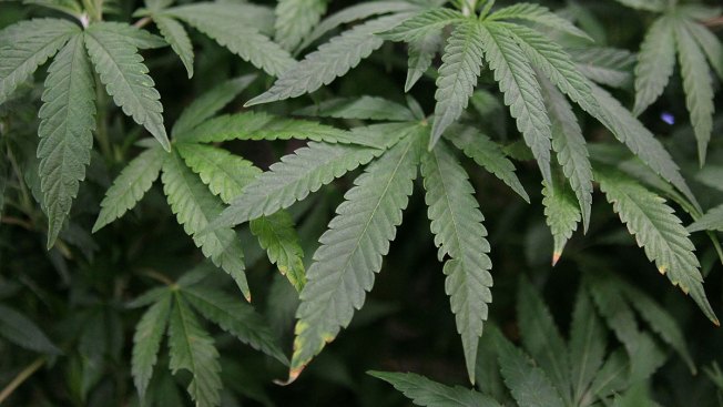 [Image: marijuana-GettyImages-98529895.jpg]