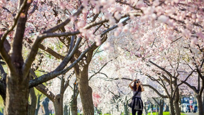 Later blooming period predicted for cherry blossoms