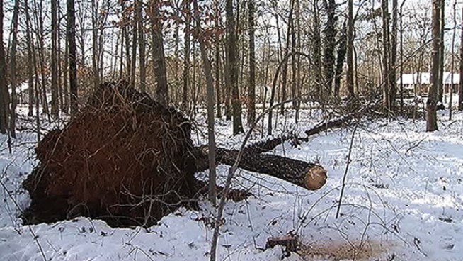Joseph Brozina was cleaning up his home in Fauquier County home when he was killed by a killing tree.