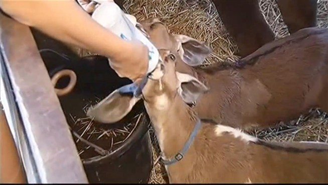Several animals at a barn in Frying Pan Park were attacked overnight.  Darcy Spencer reports