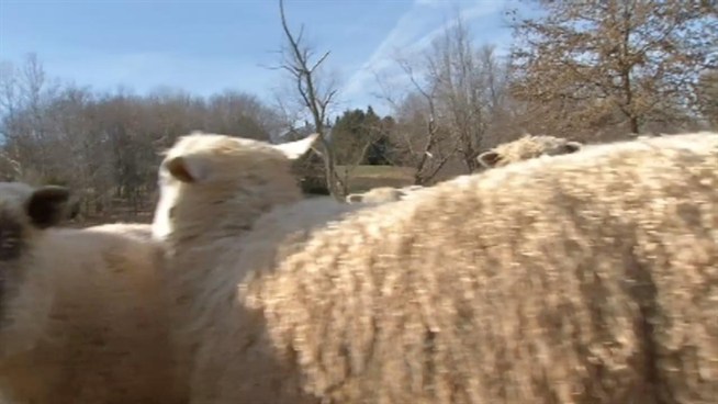 Something is attacking animals on a farm in Gaithersburg. Derrick Ward reports.