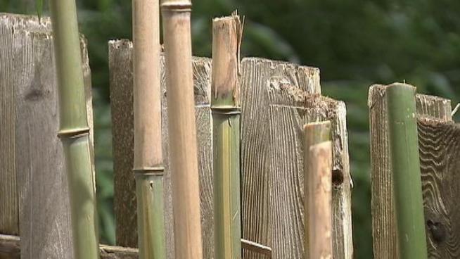 Journalist Undergoes Bamboo-Stick Circumcision For Scoop