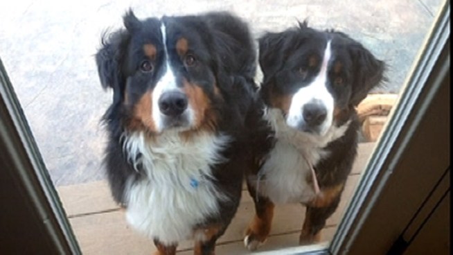 A Chester County family is outraged after their two dogs were shot and killed by their neighbor. But police say the neighbor had good reason to do what he did. NBC10's Chris Cato explains why.