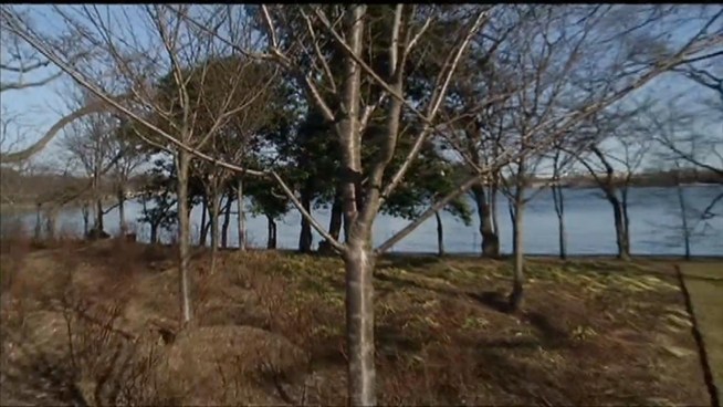 The National Park Service's lead horticulturists predict when the cherry blossom trees will be in peak bloom. News4's Tom Sherwood reports.