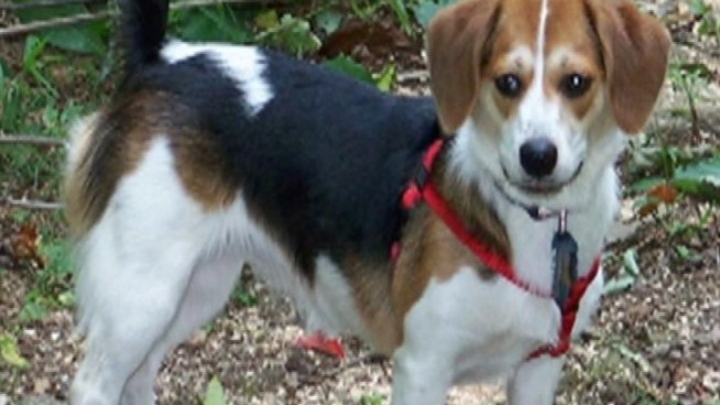 The owners of Sassafras, a missing beagle mix, have spent about $10,000 to find her.