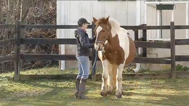 Several acres of Woodlawn horse stables near Fort Belvoir will be used during BRAC Route 1 Expansion project. News4 transportation reporter Adam Tuss reports.