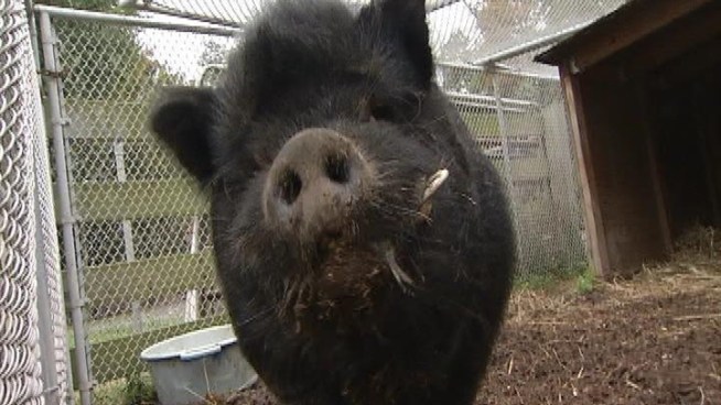 He really is some pig. Wilbur, who's described as an escape artist, is looking for a new home. He was corralled by <a title=
