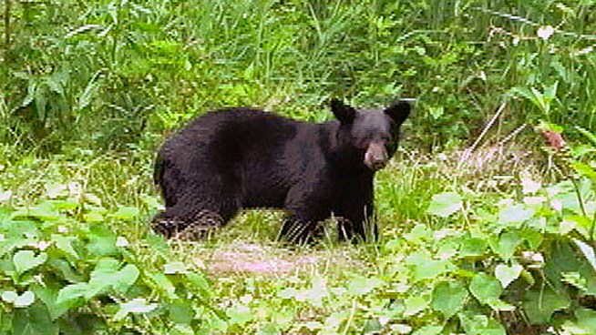 black-bear.jpg