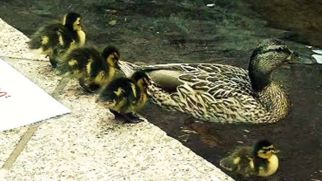 A mallard mom has given birth to 10 ducklings and taken up residence at the National Geographic Society headquarters downtown.