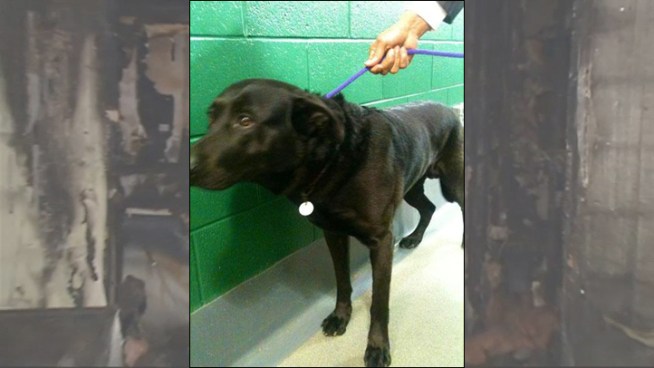 A dog named Pumpkin is being credited with the rescue of a woman from a house fire in Bowie Friday. Erika Gonzalez reports.