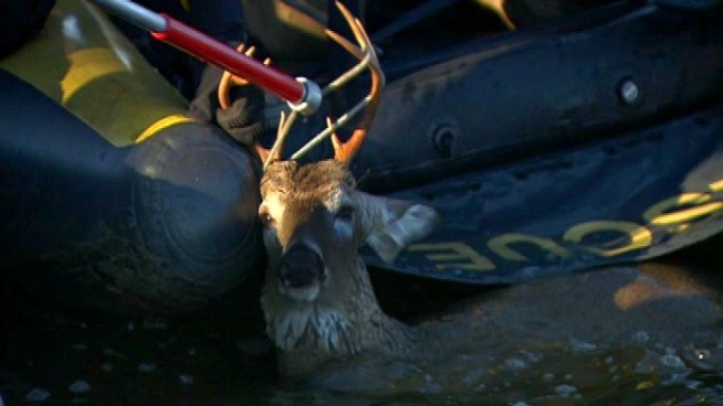 A wayward deer took an unscheduled swim break Friday morning.