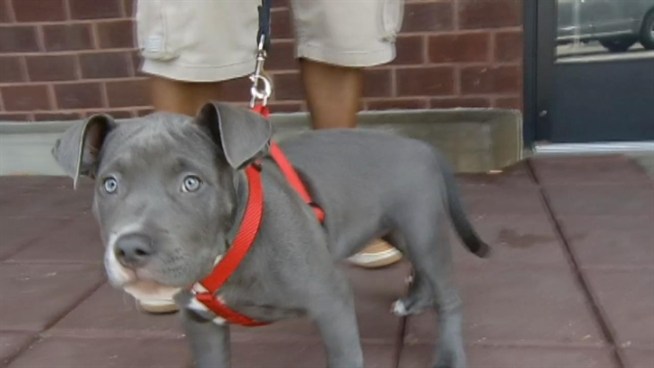 Derrick Ward has more on what inspired a local animal rescue to offer free pit bull adoptions.