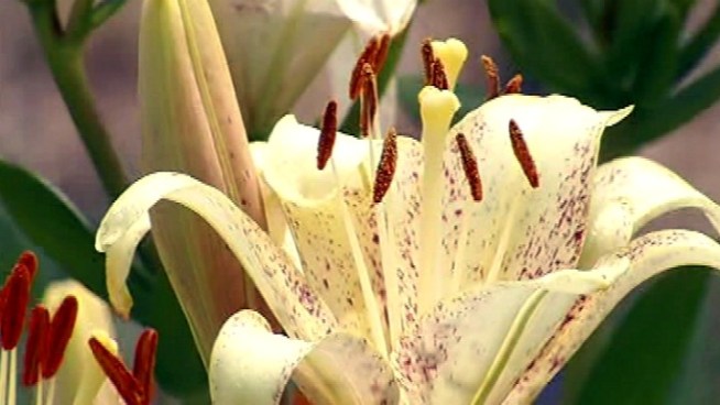 NBC Washington's Pat Collins has more on a thief stealing flowers from the Newark Street Community Garden.