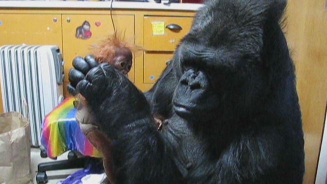 After 40 years of tightly guarded living in the Santa Cruz mountains, the most famous gorilla on the planet is still looking to start a family. Read the full story <a href=