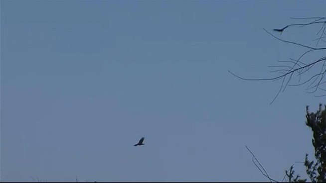 Wildlife officials will make efforts to disperse vultures that are trying to roost in Leesburg.