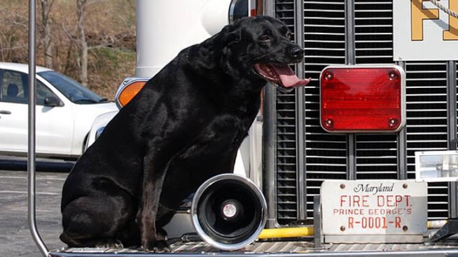 Celebrated Arson Dog Dies After Long Career