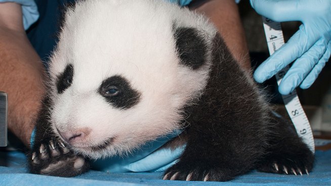 http://media.nbcwashington.com/images/654*368/panda-cub.jpg