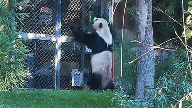 National Zoo Panda Cub News