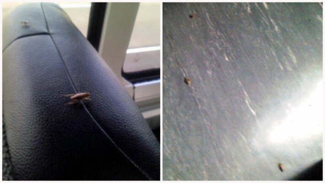 A Greyhound bus bound for New York City had to pull over because it was infested with roaches.