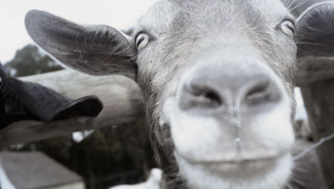 Counter Intelligence: Gangs, Goats & Tombstones