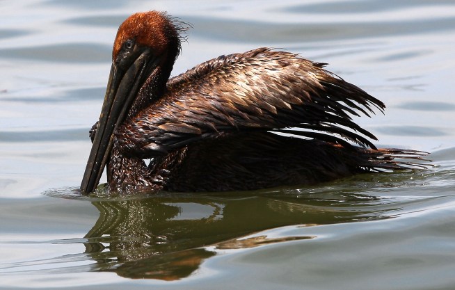 Fifth-grader Raises $80K for Gulf Birds