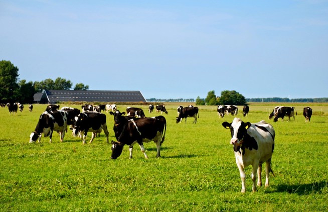 Rich Creamery Butter, Delivered to Your Door