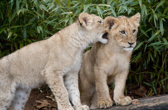 National Zoo Celebrates Lion Cubs’ First Birthday