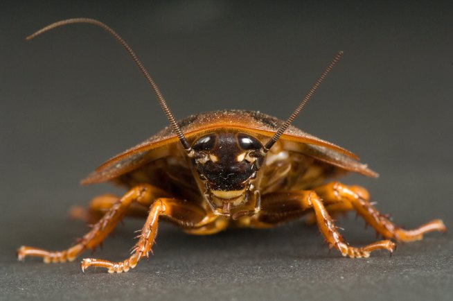 Just What the Dr. Ordered: Maggots and Vampire Bats