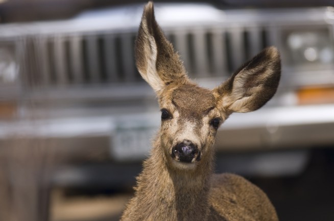 Terrified Deer Trashes Restaurant, Grocery Store